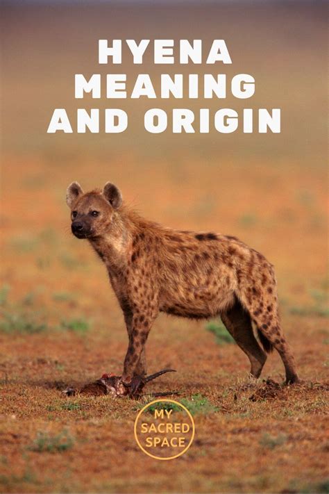 aromatichyena|hyena meaning.